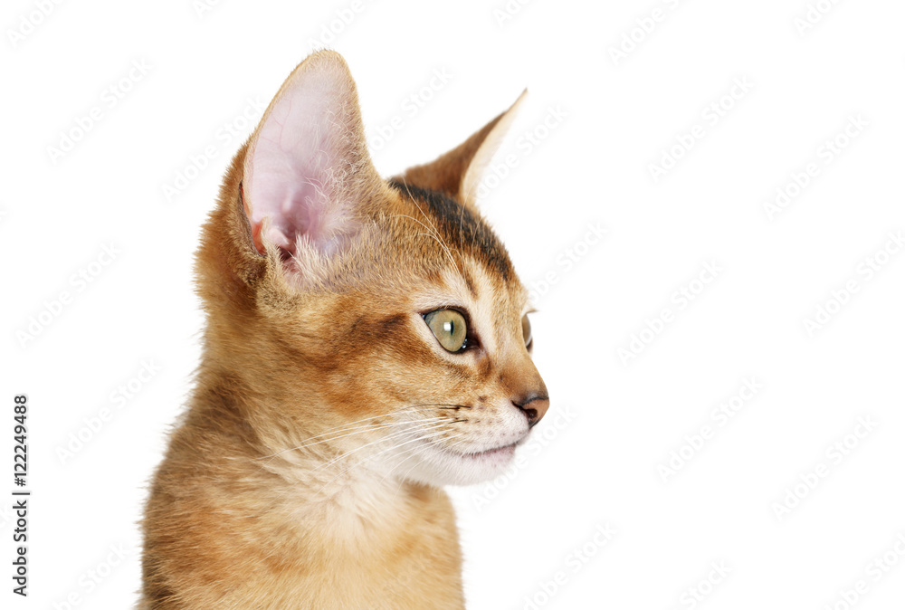 wild color abyssinian kitten 3 month portrait over white