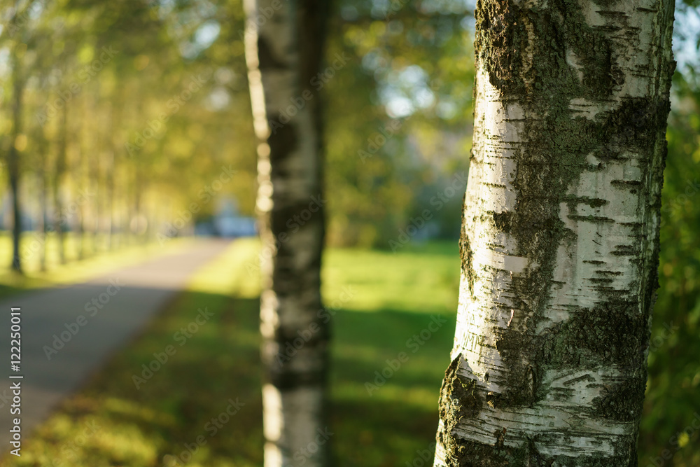 close up birch on an alley with beautiful bokeh on the back