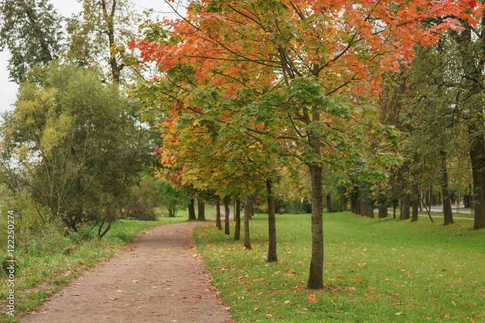 Fototapeta premium mapple alley in town park in early autumn season