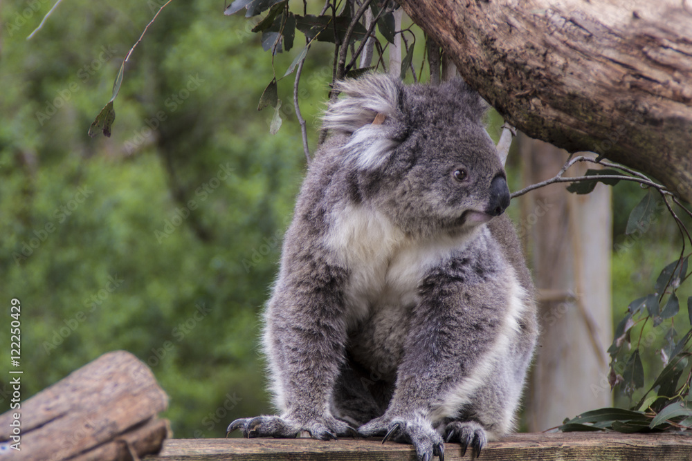 Koala Koala