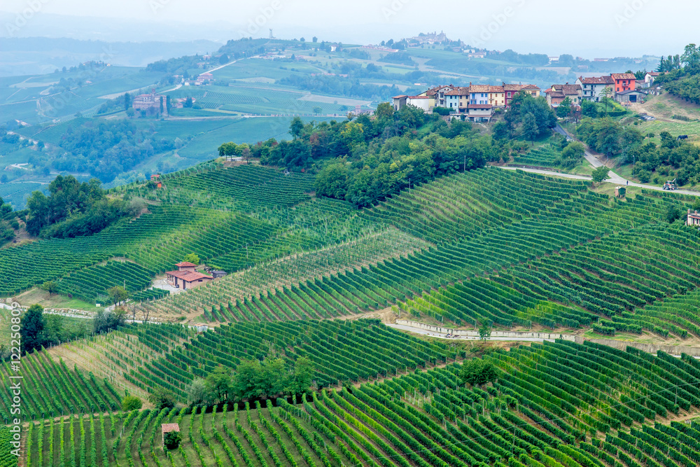 A vineyards in Barolo in Italy.