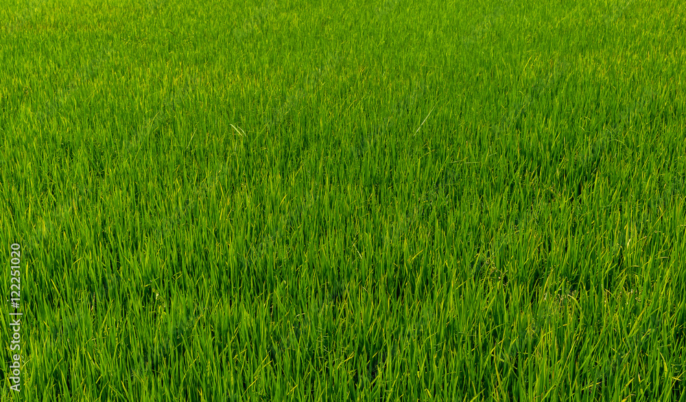 Green Field Green Field