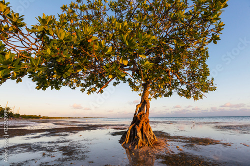 Fototapeta Naklejka Na Ścianę i Meble -  Mangroves