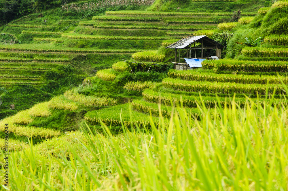 The terraced fields scenery in autumn
The terraced fields scenery in autumn