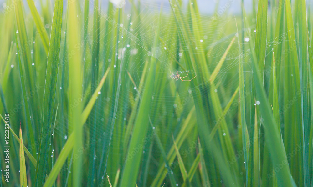 Spider on the web in rice field, Tetragnatha Spider.