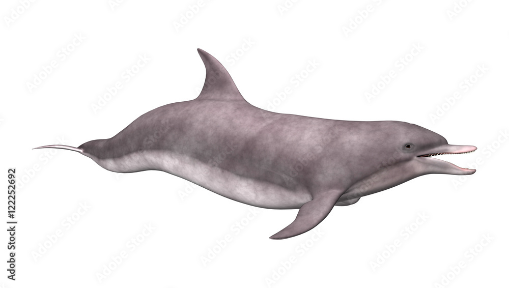 3D Rendering Dolphin on White 3D Rendering Dolphin on White