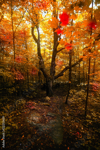 The Magical Season