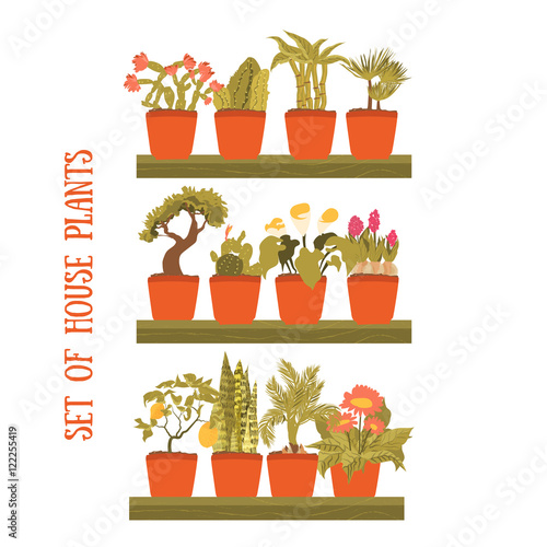 Plant in a pot vector set, decorative element for home decor. Isolated plant collection.