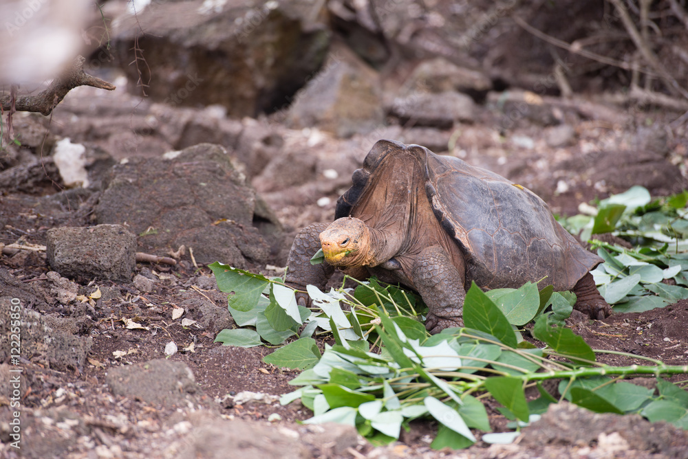 Obraz premium ゾウガメ