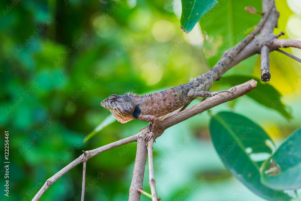 Lizard on tree,Thailand