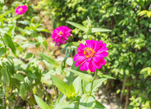 beautiful purple zinnia elegans flowers in a public park.