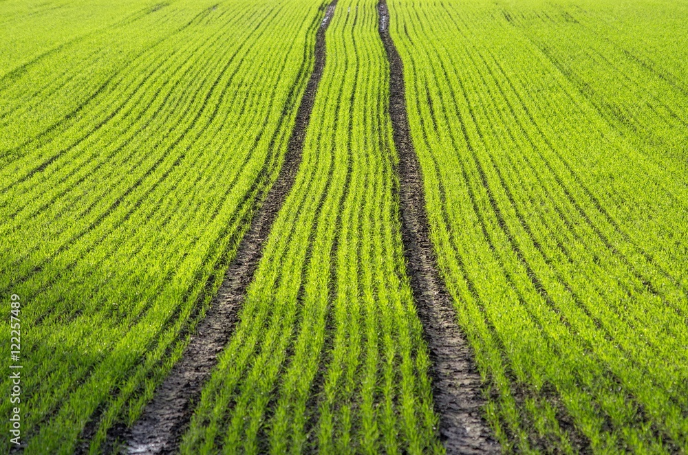 Tracks in Field Tracks in Field