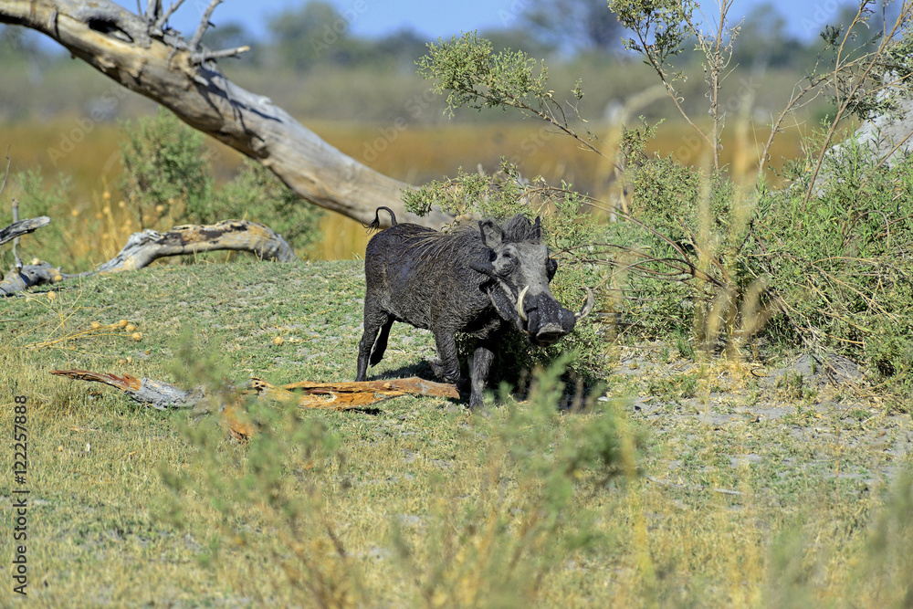 Fototapeta premium Warthog standing in open field, Botswana