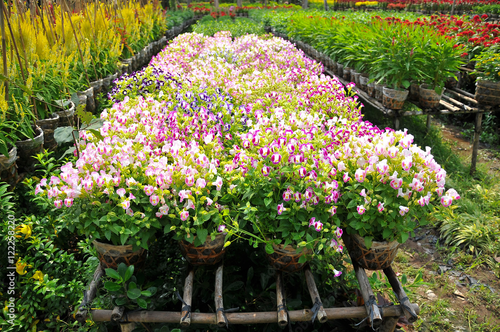 Fototapeta premium Spring time at Sa Dec Flower village, Dong Thap province, Vietnam. This is to prepare for Tet Holidays or Lunar New Year in Vietnam. 