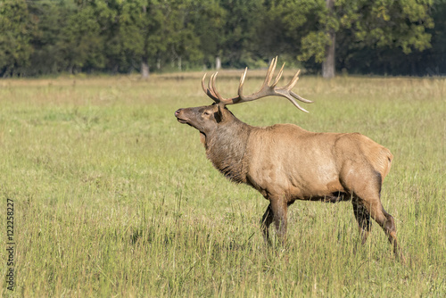 Elk In The Cataloochee Valley © Jim Vallee
