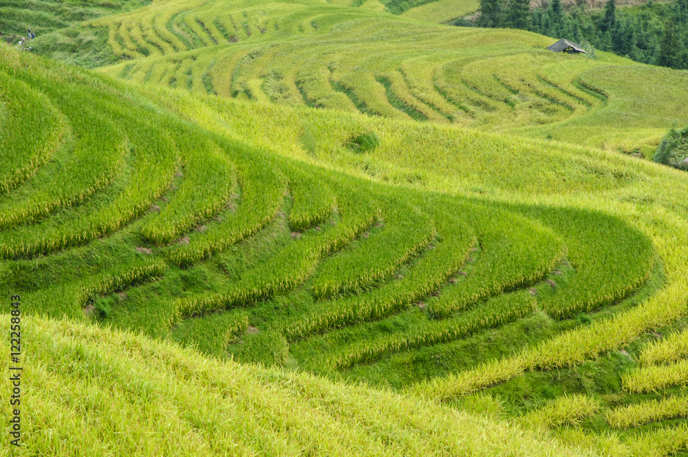 The terraced fields scenery in autumn
