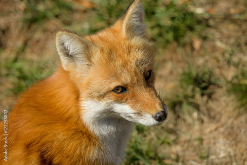 Foxy © K