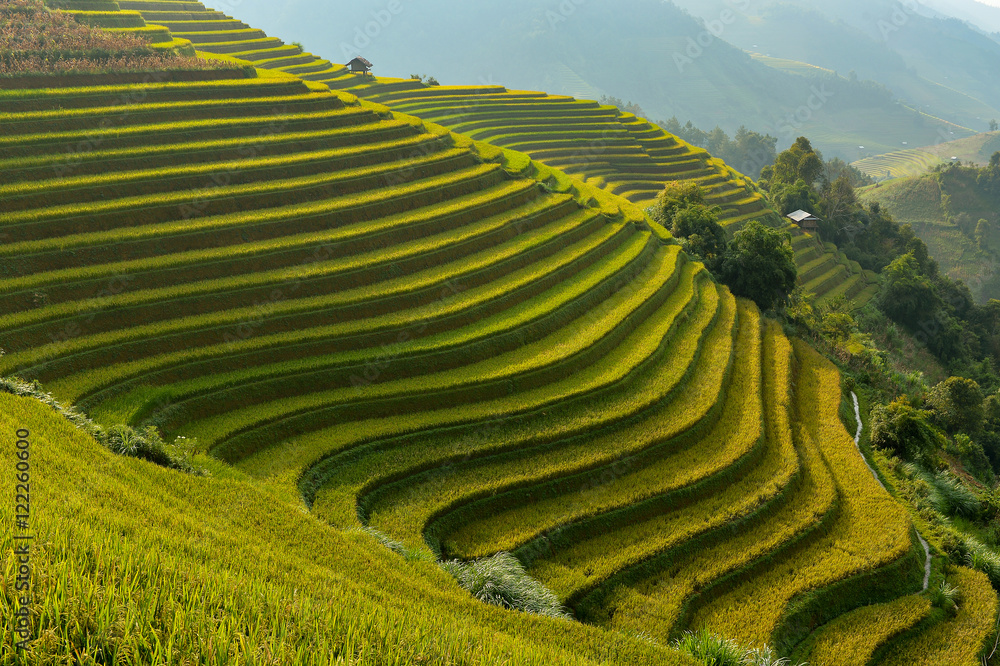 terraced rice fields,vietnam