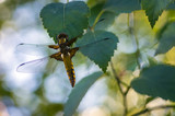 Dragonfly on Leaf