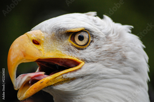 Portrait of a bald eagle