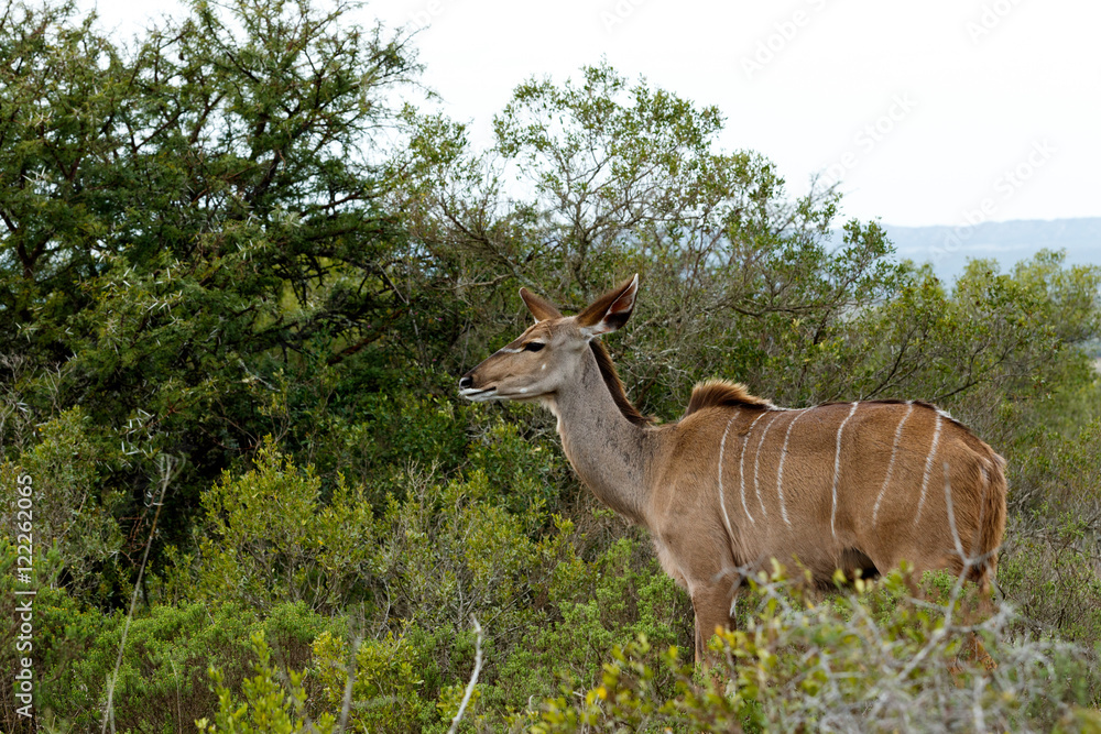 Fototapeta premium Staring Into The Future - Greater Kudu - Tragelaphus strepsicero