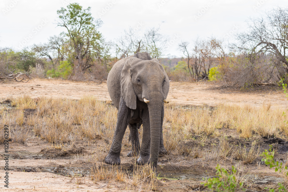 One single African Elephant walking in the distance. Wildlife Safari in the Kruger National Park, the main travel destination in South Africa. Front view, looking at camera.