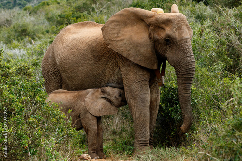 Drinking Time - African Bush Elephant