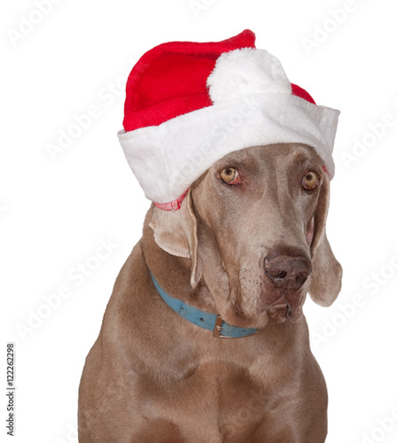 Weimaraner dog wearing a Santa hat  with a questioning look on his face