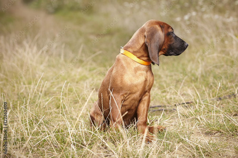 Nice young sitting Bavarian mountain scenthound outdoor on meadow