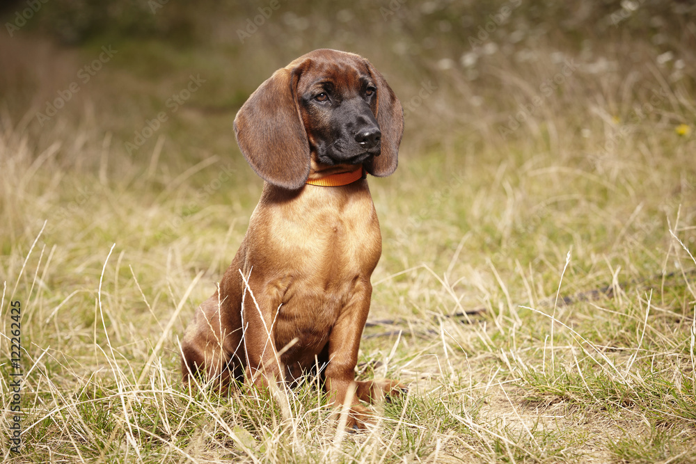 Sitting young Bavarian mountain scenthound outdoor on meadow