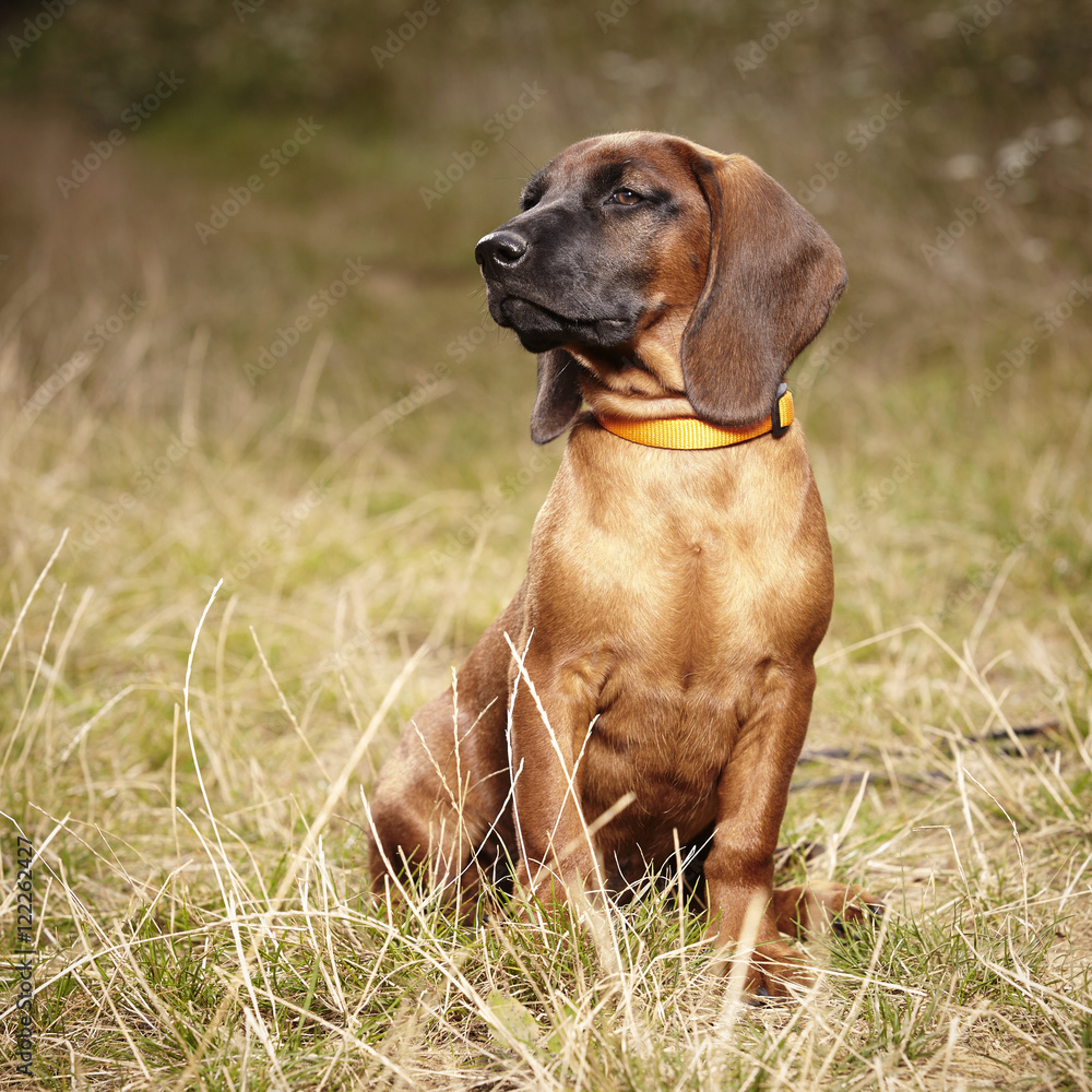 Male puppy of Bavarian mountain scenthound outdoor on meadow Male puppy of Bavarian mountain scenthound outdoor on meadow