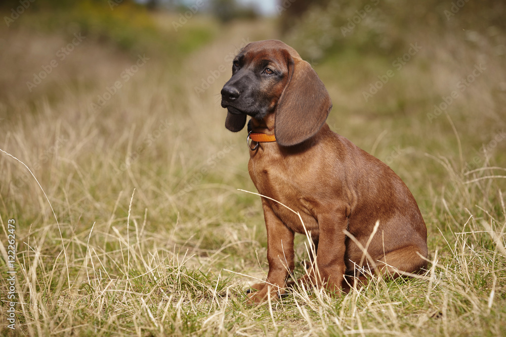 Puppy of Bavarian mountain scenthound outdoor on meadow
