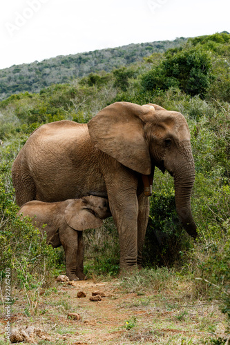 Mom And Baby - African Bush Elephant