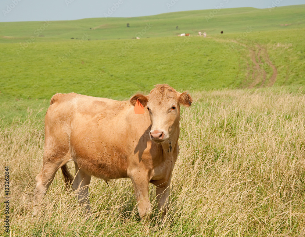 Young steer on prairie pasture in summer