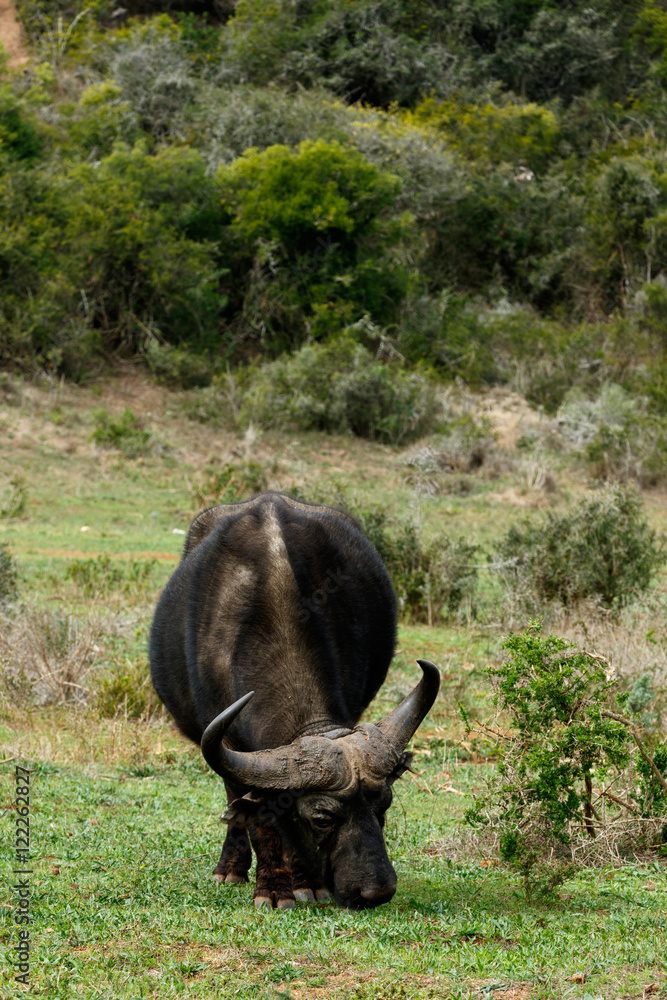 Fototapeta premium African Buffalo Syncerus caffer