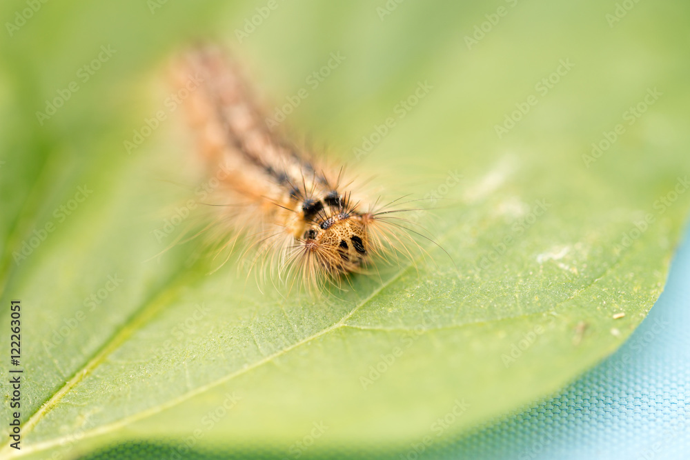 Raupe / kleine Raupe auf einem Blatt Raupe / kleine Raupe auf einem Blatt