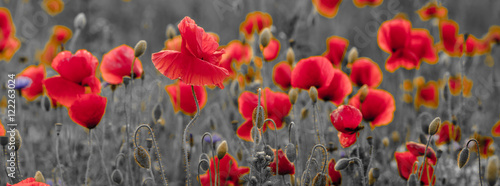 panorama of poppies and wild flowers, selective color, red and black 