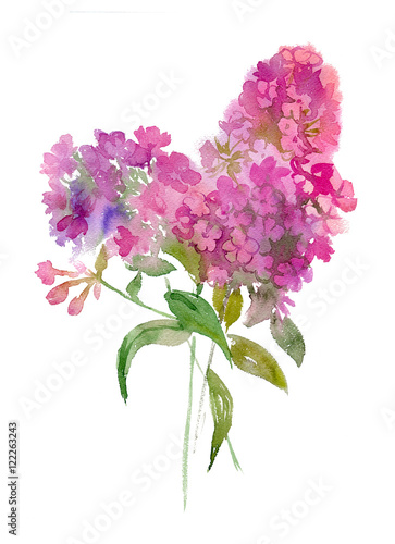watercolor bouquet of phlox.