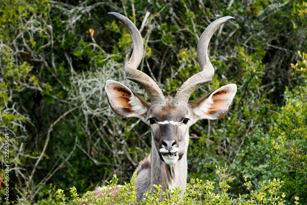 I See You - Greater Kudu - Tragelaphus strepsiceros