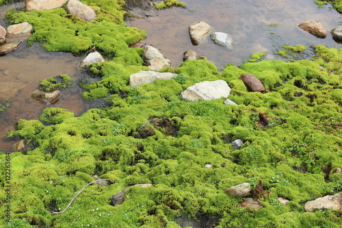 Moss and clear water at the shore of the mountain lake Rifflsee. Tyrol, Austria, Europe. photo