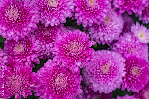 Purple chrysanthemum flowers in the garden
