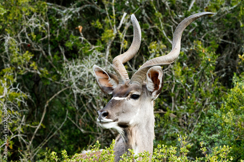 Greater Kudu - Tragelaphus strepsiceros © Mark de Scande