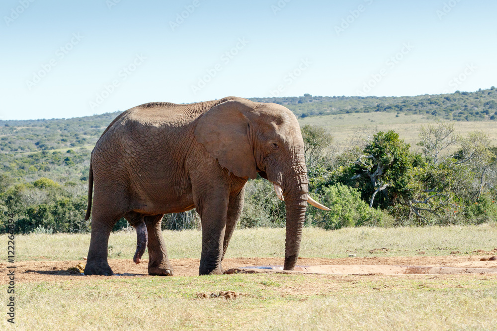 Obraz premium It is all hanging - African Bush Elephant