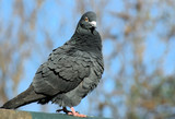 Flirtatious pigeon on a fence, feathers fluffed out
