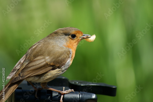 cheeky robin with worm on a tripod