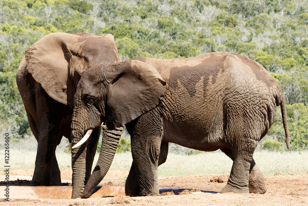 Obraz premium Big Elephant hiding behind his brother - African Bush Elephant