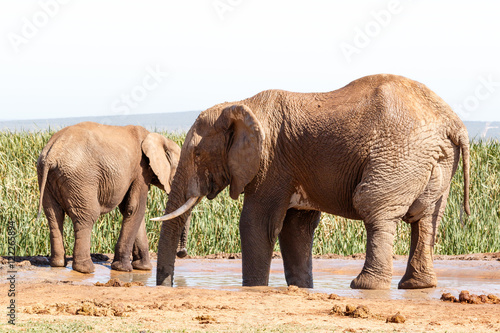 Huge African Bush Elephant taking a bath