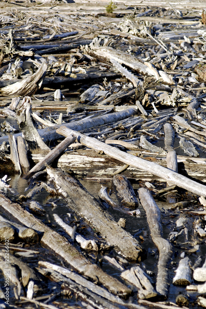 Driftwood mosaic Driftwood mosaic