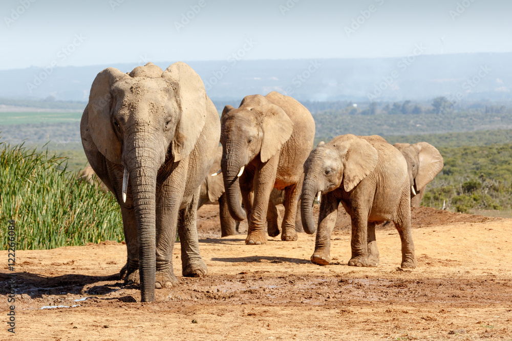 Obraz premium African Bush Elephant family gathering at the watering hole