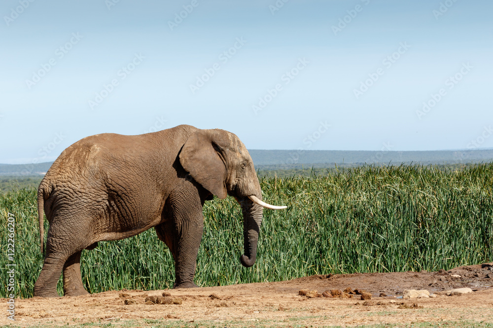 Fototapeta premium Big African Bush Elephant frozen in time